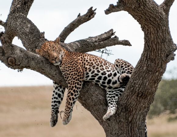 Kenya vs. Tanzania: Where is the Best Place to Go on Safari?