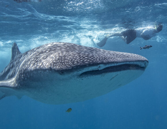 Sodwana & Mozambique Ocean Explorer