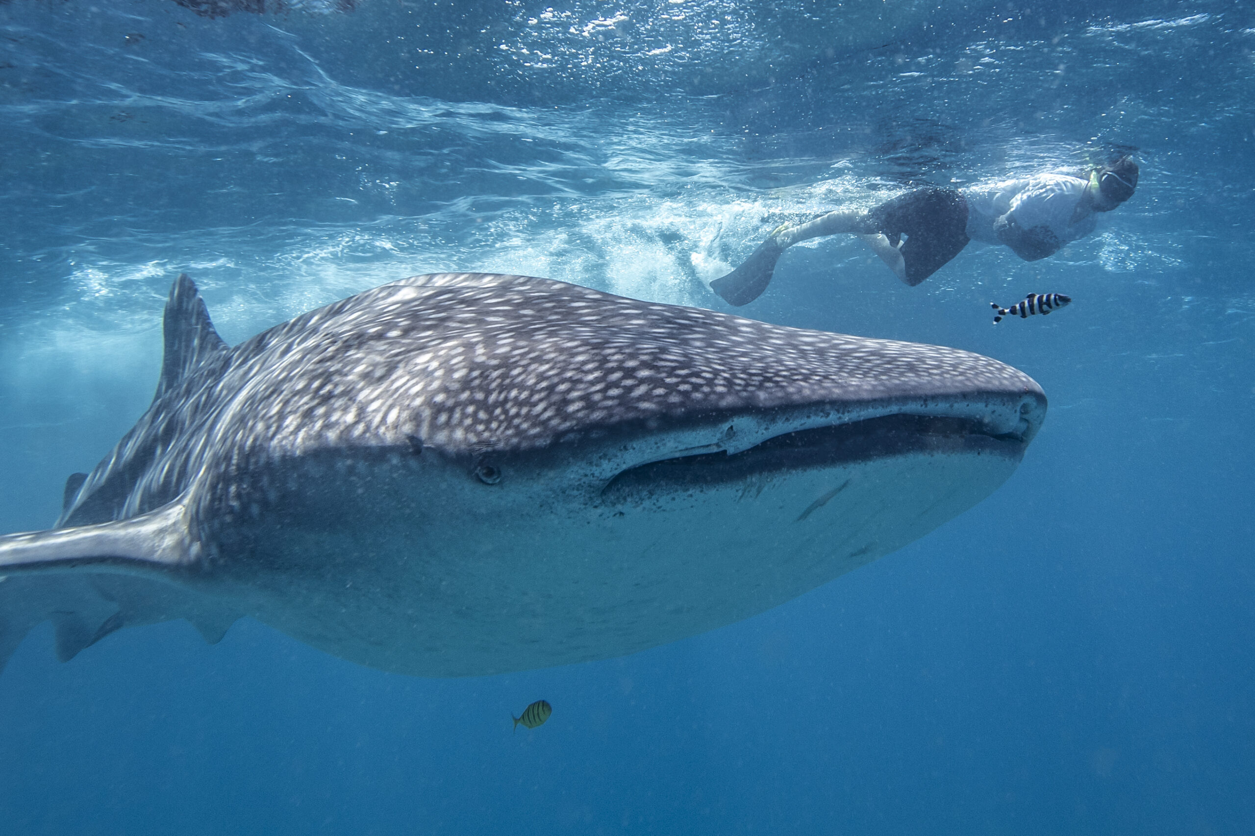 Sodwana & Mozambique Ocean Explorer