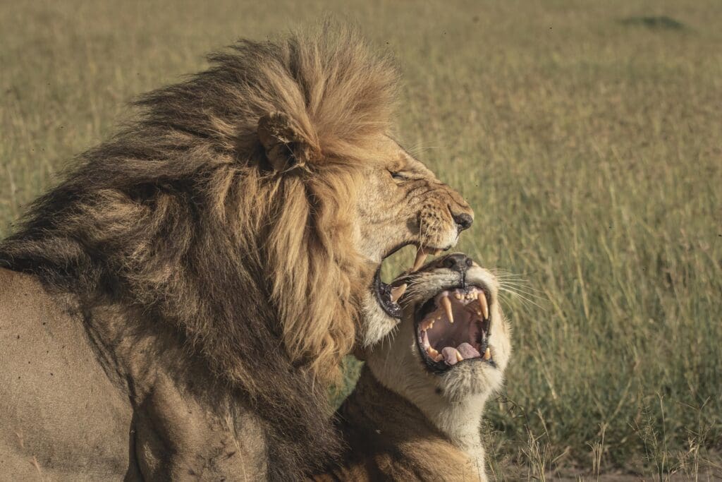 Premium safari journey in Africa