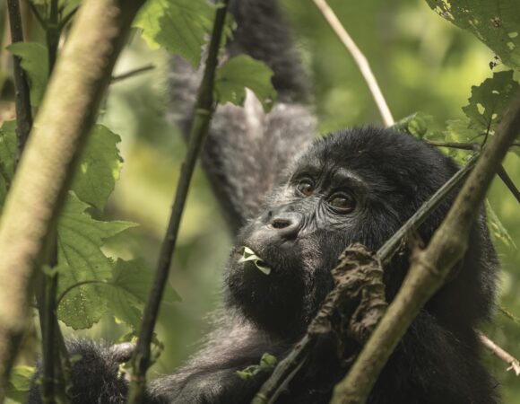 Gorillas Rwanda