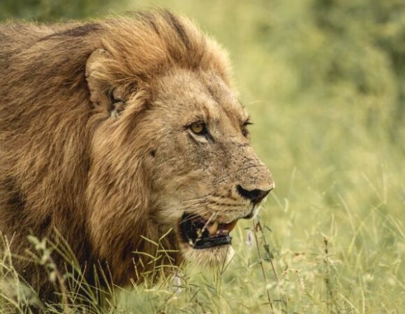Best National Parks in Africa to see the Big Five