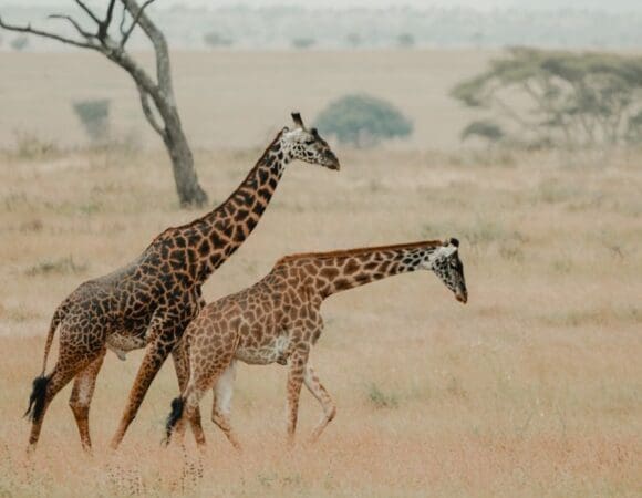 Tanzania & Kenya Highlights