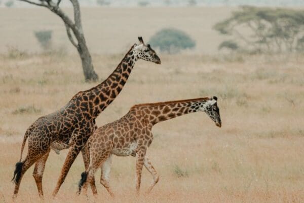 Tanzania & Kenya Highlights