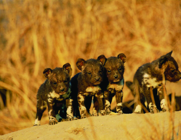 Wild Dogs_02