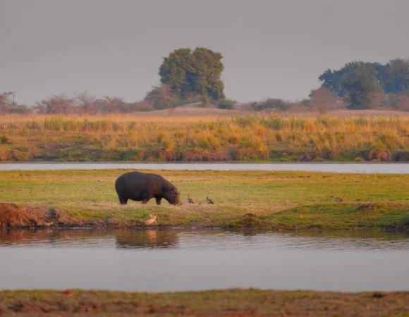 Why a Botswana River Cruise Safari Is the Best Way to See Chobe